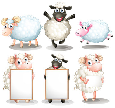 Sheeps and lambs with empty boards