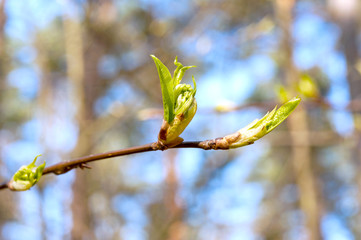 First spring young leaves on blue sky background. Outdoors