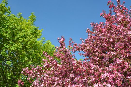 Ahorn und Zier-Apfel im Fr&uuml;hling