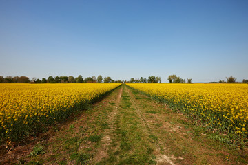 road between fields of blooming yellow rape