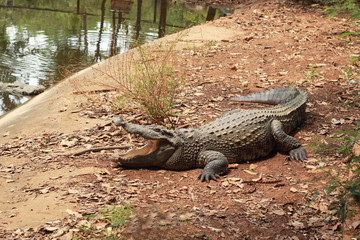 Crocodile in the nature - on the ground.