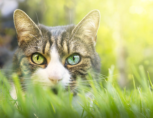 Gray cat with white markings, pink nose in thick grass garden