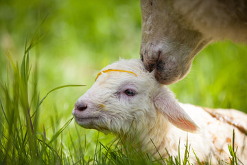 Neugeborenes Lamm mit Mutter