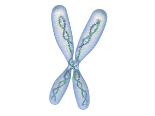 Chromose avec ADN sur fond blanc