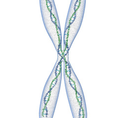 Chromose avec ADN sur fond blanc