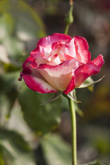 roses in bloom in spring