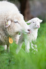 lamm mit Mutter
