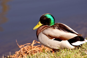 Wild duck
