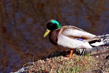 Wild duck