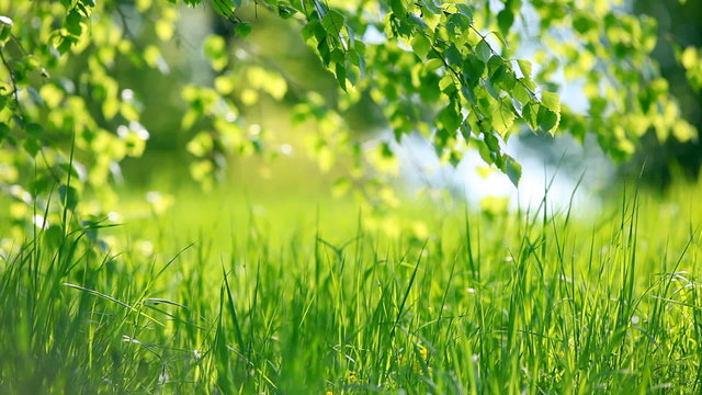 Summer park. Green grass, leaves and sunrays. Shot with motorize