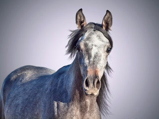 portrait of young arabian filly. isolated at gray background