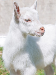 portrait of little white  goat