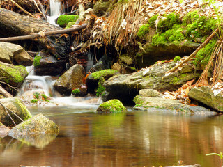 Small creek in forest