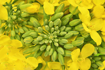 Close- up of rapeseed flowers, Brassica napus