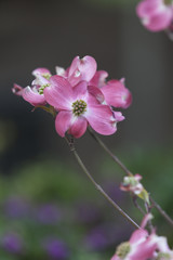 Fototapeta premium flower in bloom