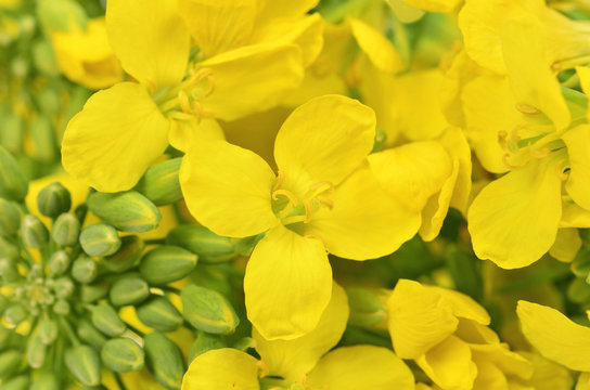 Close- up of rapeseed flowers, Brassica napus