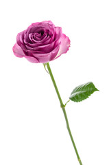 Pink rose isolated on white