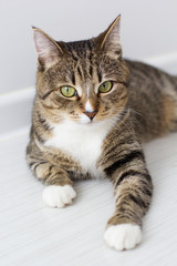 Beautiful cat isolated on white background.