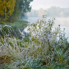 Frosted plants at the autumn morning after the night frost