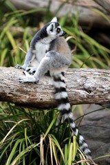 Ring Tailed Lemur