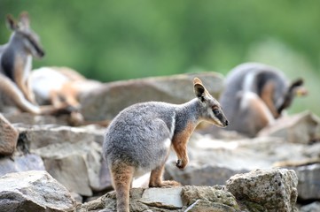 Rock Wallaby