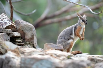 Naklejka premium Rock Wallaby