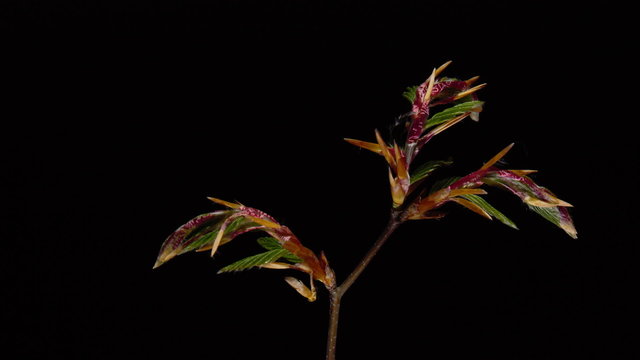 Time-lapse macro leaf bud growing - isolated on black background
