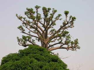 tree