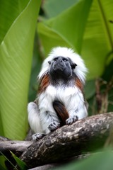 Cotton Top Tamarin