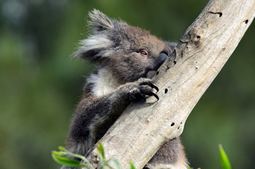 Koala climb on an eucalyptus tree