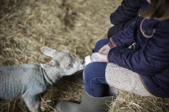 Children and newborn lambs in a lambing shed.