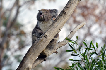 Koala sit on an eucalyptus tree