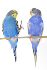 budgie