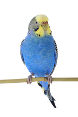 budgie