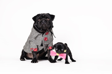 Pug Father and his son