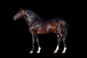 Fototapeta na wymiar Dark bay horse - isolated on black background