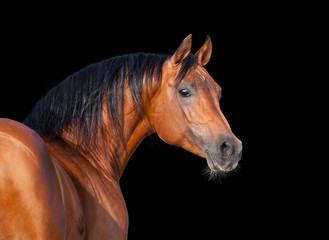 Arabian horse, isolated on black