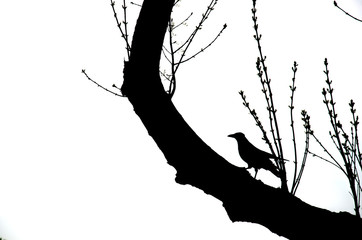 Crow