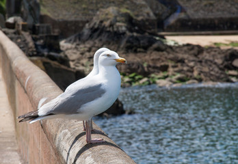Goéland argenté - larus aregentatus - sur une bordure de quai