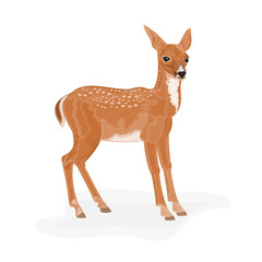 Roe Deer