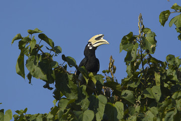 Oriental pied hornbill bird in Nepal