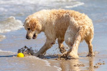 Golden Retriever am Strand