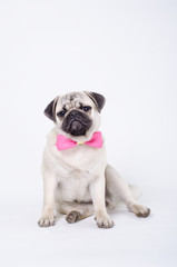 Pug with a bow tie
