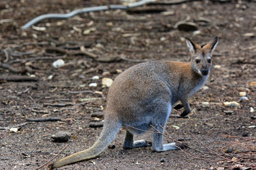 Naklejka na ściany i meble Antilopine kangur