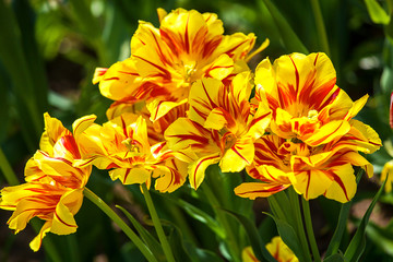 Fototapeta premium yellow tulips