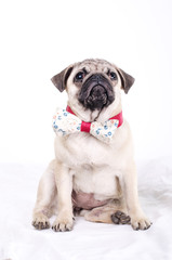 Proud elegant pug
