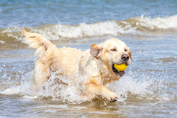Golden Retriever am Strand