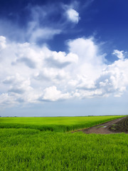 Wheat field against a blue sky
