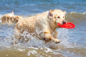 Golden Retriever am Strand