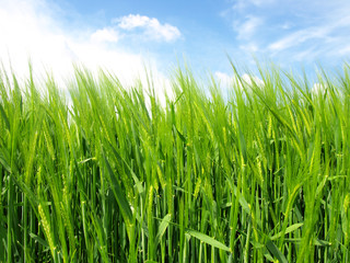 Wheat field against a blue sky
